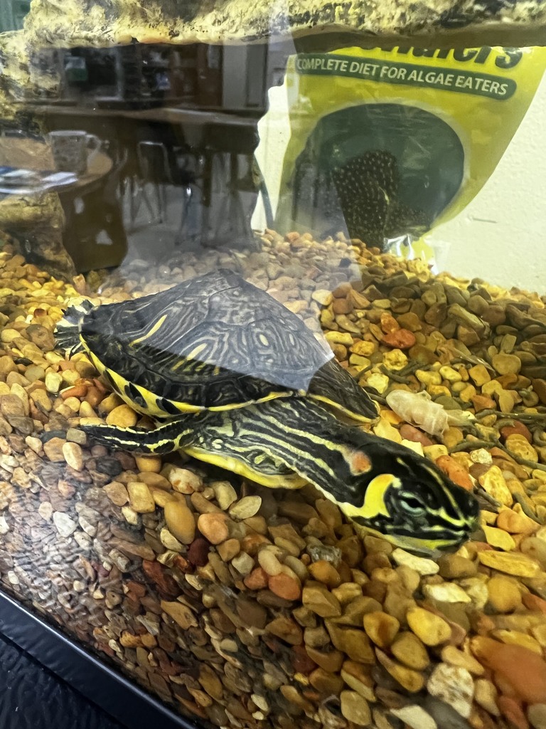 Turtle Class Pet